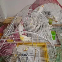 عروس هلندی همه سفید