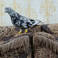 کوهی دمسفید درجه یک