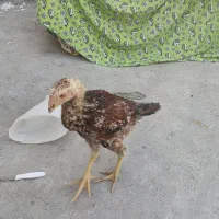 لاری|حیوانات مزرعه|چگنی, |دیوار