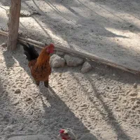 فروش مرغ و جوجه خروس محلی در دولت آباد|حیوانات مزرعه|ارزوئیه, |دیوار