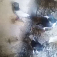 دسته خوشرنگ و رنگی|پرنده|شیراز, دروازه قران|دیوار