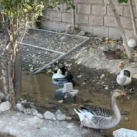 ۵عدد غاز به صورت یکجا فروش