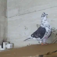 کبوتر دوکت سیاه نر.پرشی.شب گرفتم