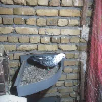 سوسکی|پرنده|زاوه, |دیوار