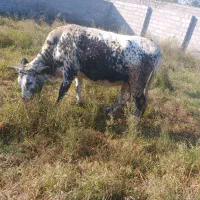 لیشه هلشتاین