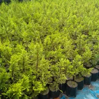 سرو طلایی کاج طلایی دو ساله