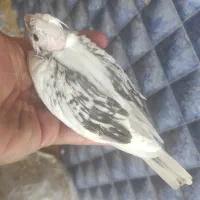 جوجه عروس سرلاکی