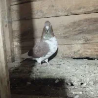 پرنده|پرنده|انگوت, |دیوار