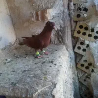 کفتر سرخ کاکلی نر، کفتر بوم، صید کود کفتر، تله کفت