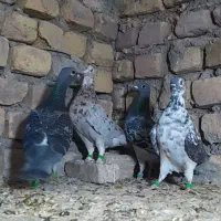 رنگه والمانی پرشی|پرنده|تربت‌حیدریه, پائین ولایت|دیوار