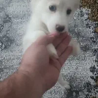 توله سگ پامر روباهی و اشپیتز ۳ماه نر|سگ|رشت, شهریاران|دیوار