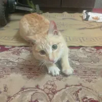 گربه خانگی|گربه|سبزوار, اسلام آباد|دیوار