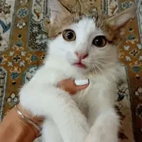 بچه گربه ملوس
