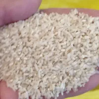 گردو وبرنج کلات