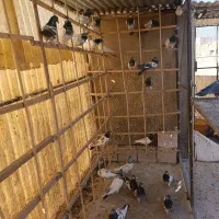 کبوتر پاکستانی تیدی|پرنده|تهران, آهنگران (سراسیاب دولاب)|دیوار