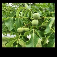 فروش یک تن گردو بینظیر خشک