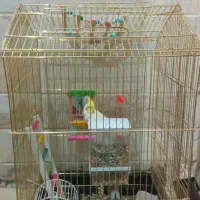 اسباب بازی|پرنده|قم, نیروگاه|دیوار