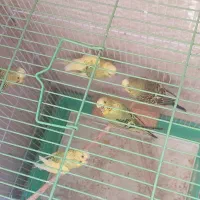 پرنده|پرنده|تهران, شهرک چیتگر|دیوار