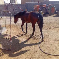 کره مادیان یکساله