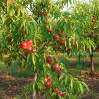 نـهال آلــبالو مجار مقاوم پربار و اقتصادی