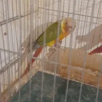 ۲عدد گرینچیک تازه دونه خور