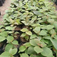 نهال کیوی|خدمات باغبانی و درختکاری|شیرود, |دیوار