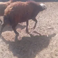 قوچ افشاری 4دندان زانو زن تیز ران بشرت