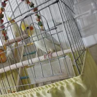 عروس هلندی|پرنده|سرپل ذهاب, |دیوار