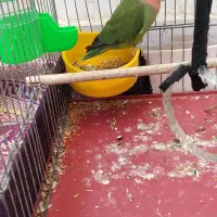 طوطی کوتوله فولاد شهر