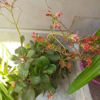 گل وگیاه