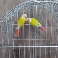 گرینچیک ردچیک|پرنده|کرج, محمد آباد|دیوار