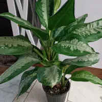 گل و گیاه آپارتمانی|گل و گیاه طبیعی|مشهد, کشف|دیوار