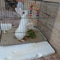 خرگوش  زیبا  و  خانگی|موش و خرگوش|سنندج, |دیوار