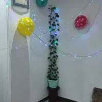 گل پتوس طبیعی|گل و گیاه طبیعی|صباشهر, |دیوار