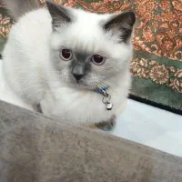 گربه ۷ماهه هیمالین