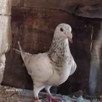 کبوتر مسافتی