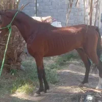 اسب نریان
