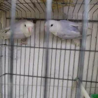 طوطی برزیلی وایت فیس