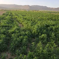 زمین ملک فروشی