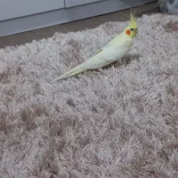 عروس هلندی لوتینو