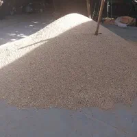 نخود|خدمات باغبانی و درختکاری|اسلامآباد غرب, |دیوار