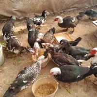 اردک اسرائیلی یا روسی|حیوانات مزرعه|رشت, سیا اسطلخ|دیوار