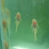 کت پوزه بوته ای|ماهی|تهران, جوادیه|دیوار