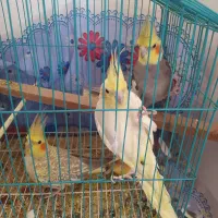 فروش عروس هلندی