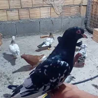 گوریه|پرنده|شوشتر, |دیوار