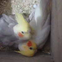 یک جفت طوطی عروس به همراه بچه