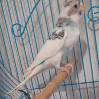 قناری نر و مرغ عشق ماده سفید