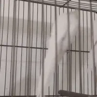 دو عدد ماده البینو|پرنده|قم, شهرک امام حسن|دیوار