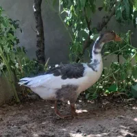 غاز جوان