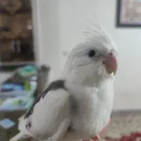 عروس هلندی گم شده|پرنده|نورآباد, |دیوار